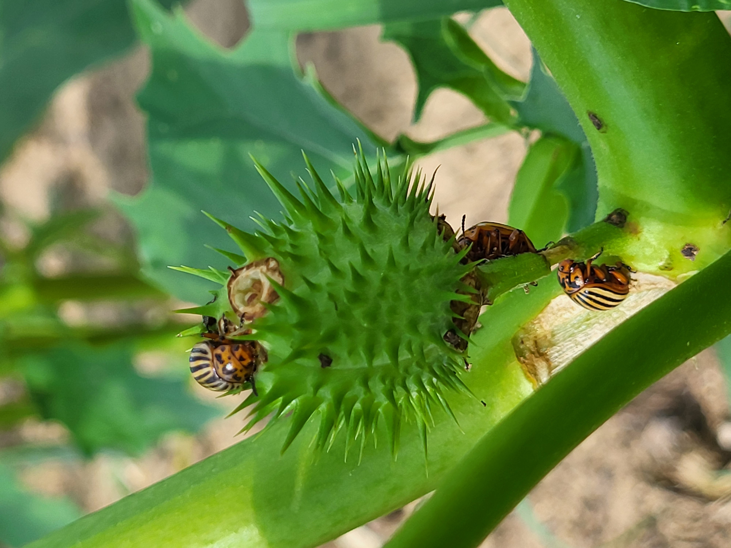 Colorado Potato Beetles on a plant.
